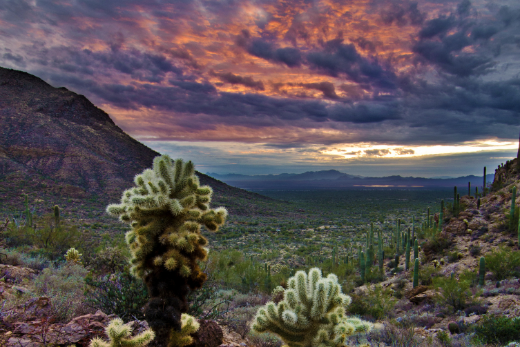 Cholla cactus in the foreground overlooking a sunset at Gates Pass.