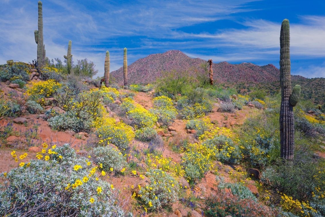 Spring in Southern Arizona